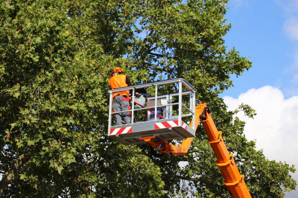 Best Storm Damage Tree Cleanup  in Marlton, NJ