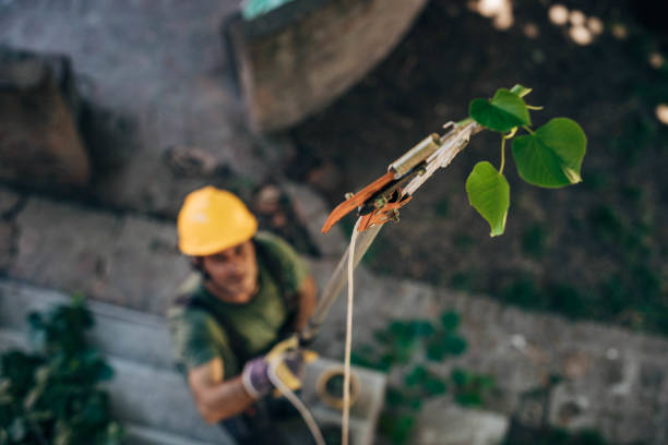 Why Choose Our Tree Removal Services in Marlton, NJ?